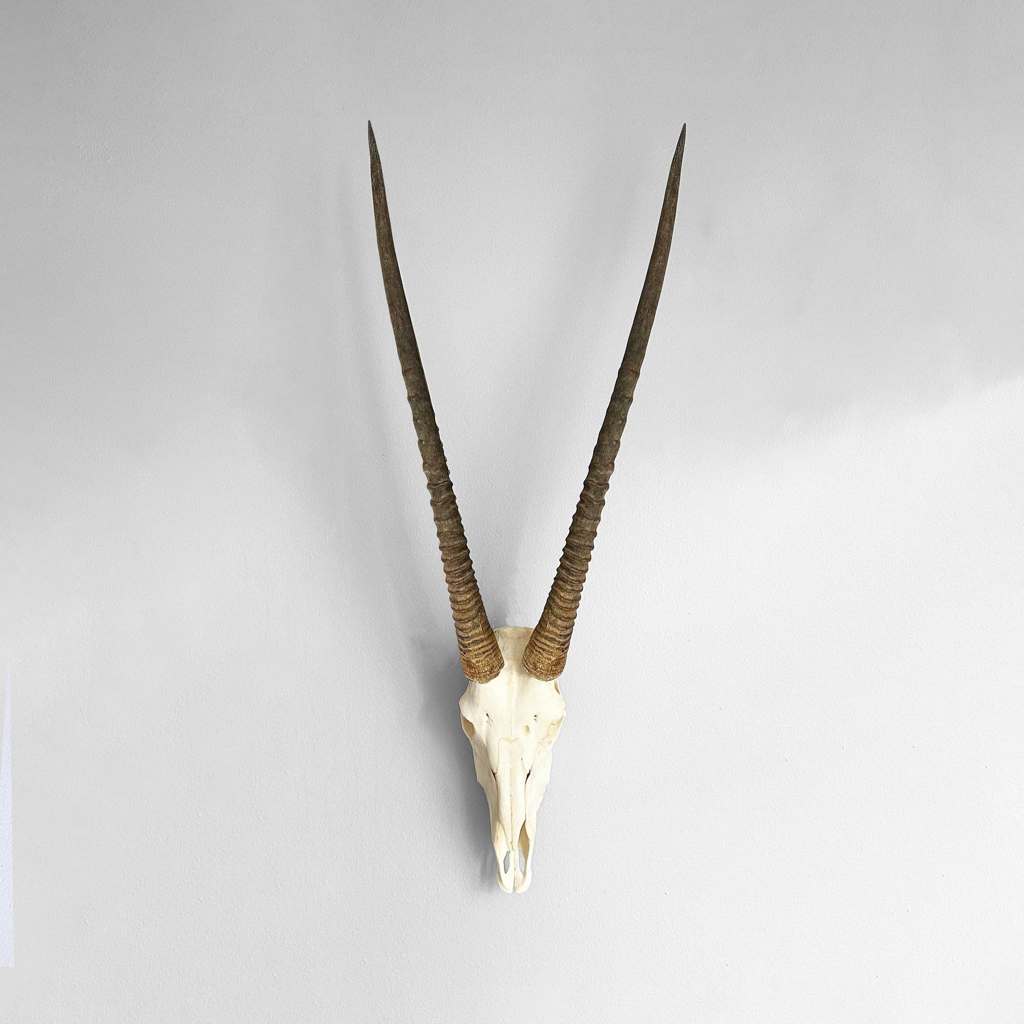 African Gemsboks Oryx Skull | Authentic and Ethically Sourced