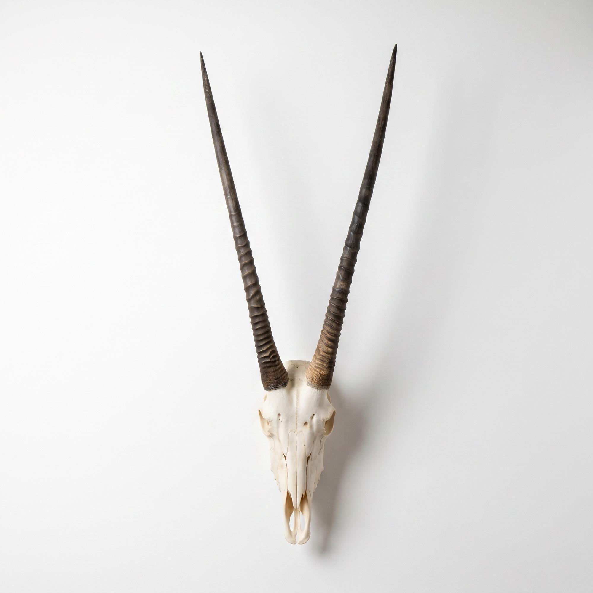 African Gemsboks Oryx Skull | Authentic and Ethically Sourced