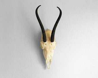 African Female Springbok Skull | Authentic and Ethically Sourced Taxidermy Antelope Horns