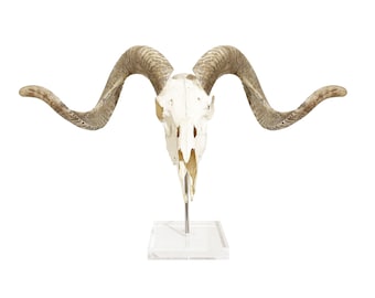 Polished Merino Ram Skull on Lucite | Ethically Sourced African Taxidermy | Unique Decorative Pieces