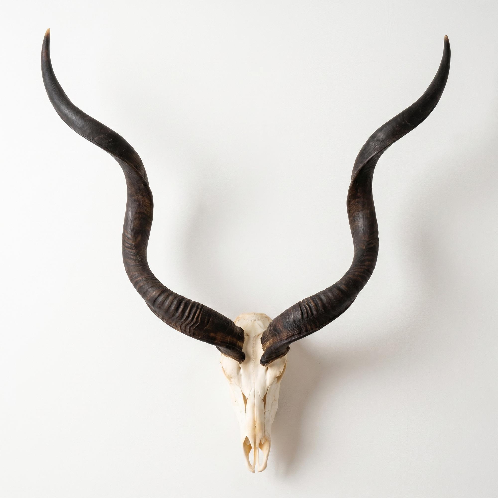 African Kudu Horns - Etsy