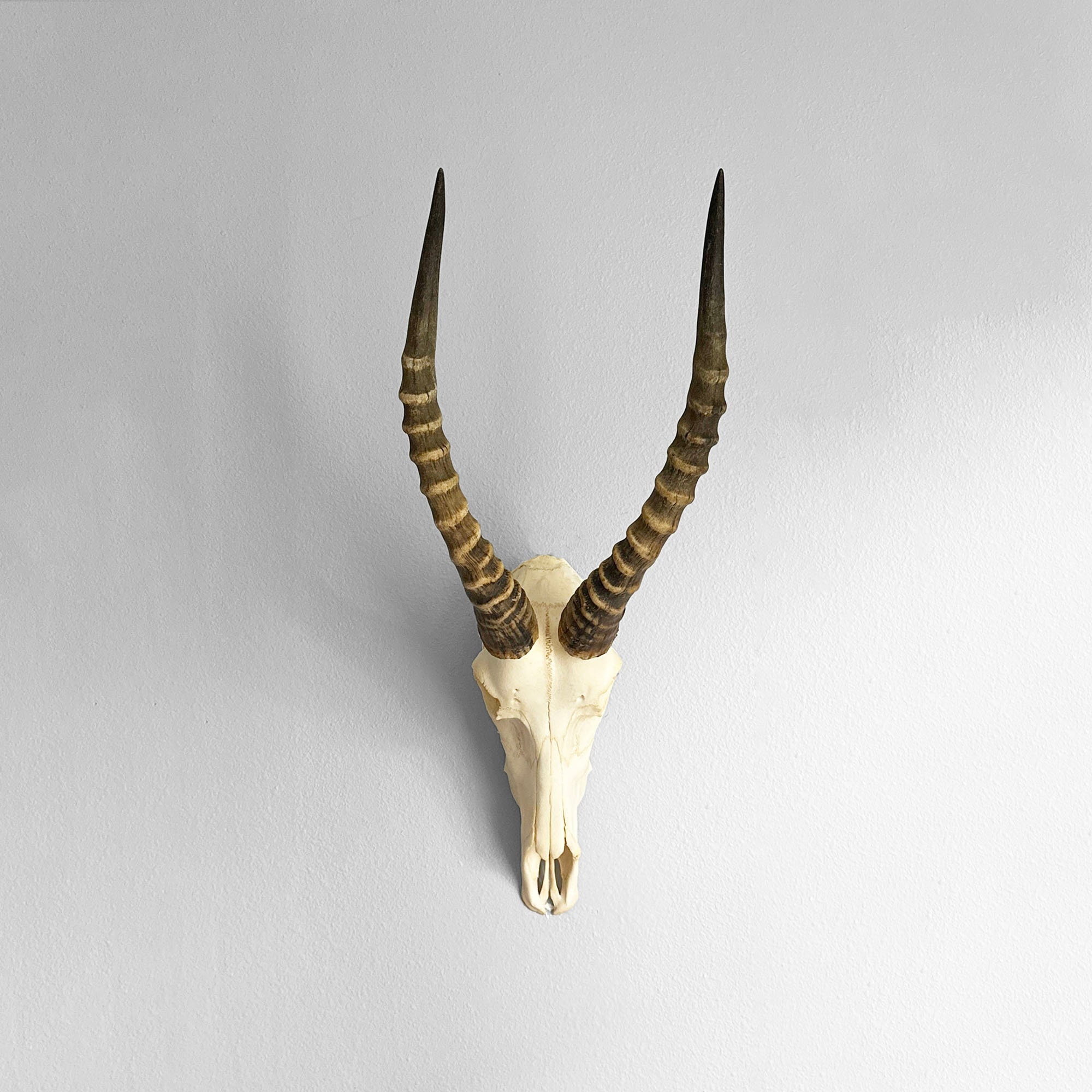 African Blesbok Skull | Authentic and Ethically Sourced Taxidermy