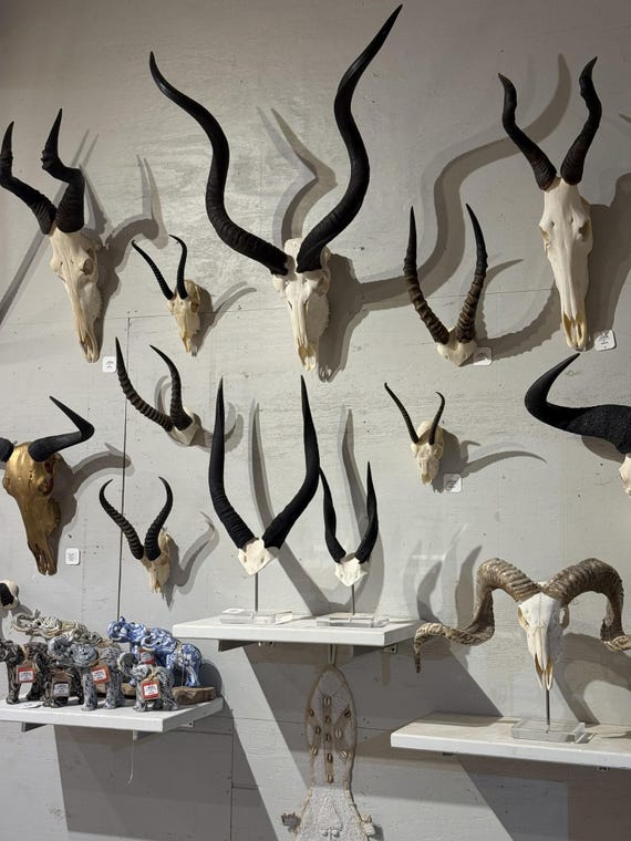 Blesbok Skull With Horns | Ethically Sourced African Taxidermy