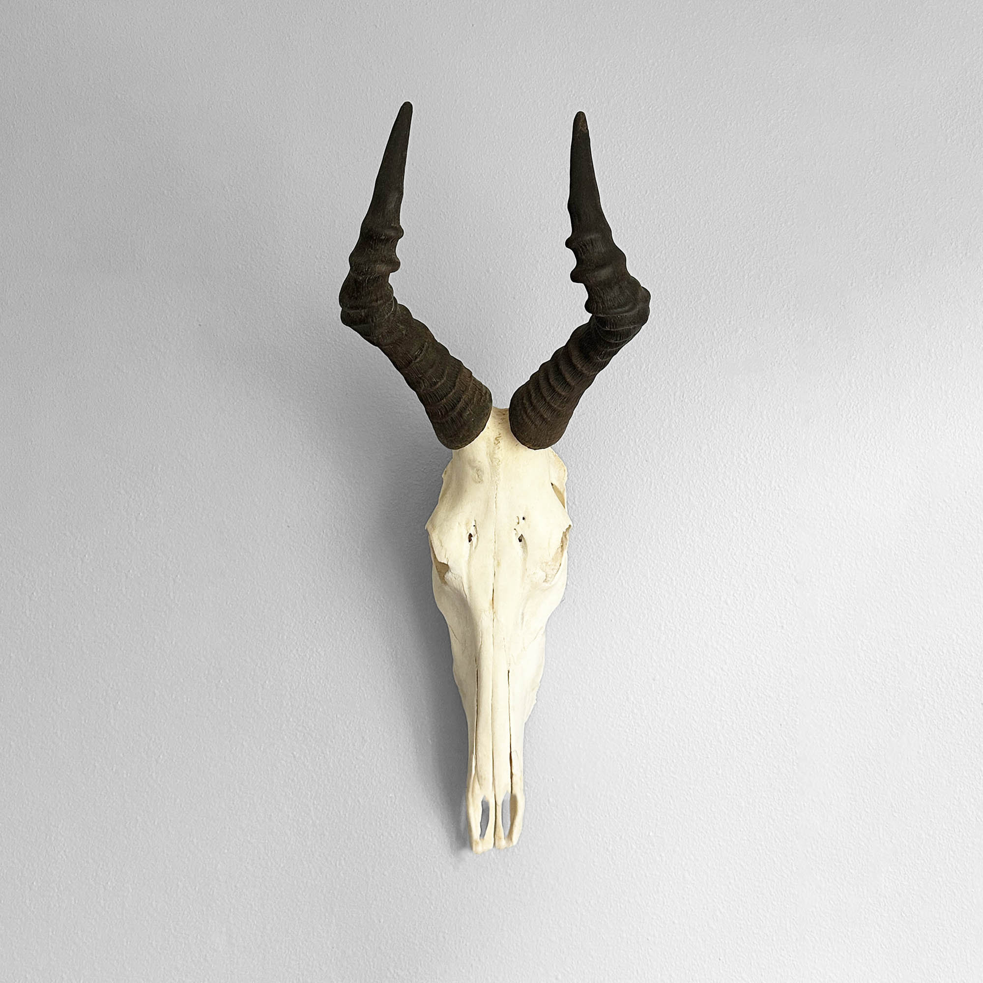 Real Springbok Skull With Metal Bracket - Female Antelope Cranium, South Africa