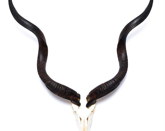 Large African Kudu Full Skull | Authentic and Ethically Sourced Taxidermy Antelope Horns