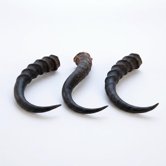 Loose Springbok Horns | Ethically Sourced African Taxidermy | Unique Decorative Pieces