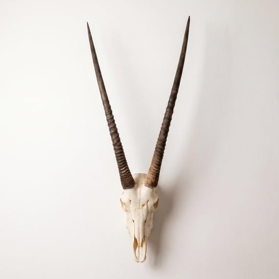 African Gemsboks Oryx Skull | Authentic and Ethically Sourced