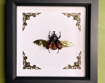 Japanese rhino beetle taxidermy frame | gilded real gold wings | 100% cruelty free entomology oddities