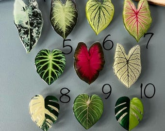 RESTOCKED MAGNETIC OPTIONS Leaf Plant Phone Grip |Smartphones Secure Hold Stand|Gift Unique|Phone Stand Mount|Kindle Holder Colourful|