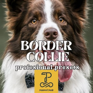 Può includere: Un cane Border Collie marrone e bianco con la lingua di fuori. Il cane indossa un papillon nero e bianco. Il testo "BORDER COLLIE professional presets" è scritto in lettere bianche su uno sfondo verde.