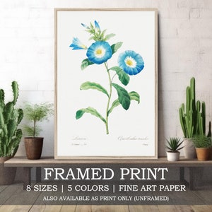 May include: Framed print of a botanical illustration featuring a blue and white flower with green leaves. The print is titled "Convolvulus tricholobus".