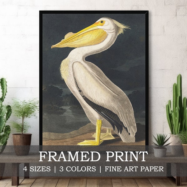 Pelican Framed or Unframed Fine Art Print // Vintage Birds of America Illustration by John Audubon Poster // Rustic Ornithology Home Decor