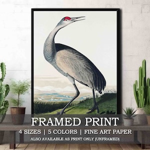 Hooping Crane Fine Art Print mit oder ohne Rahmen // Vintage Birds of America Illustration von John Audubon // Rustikales Haus am Meer