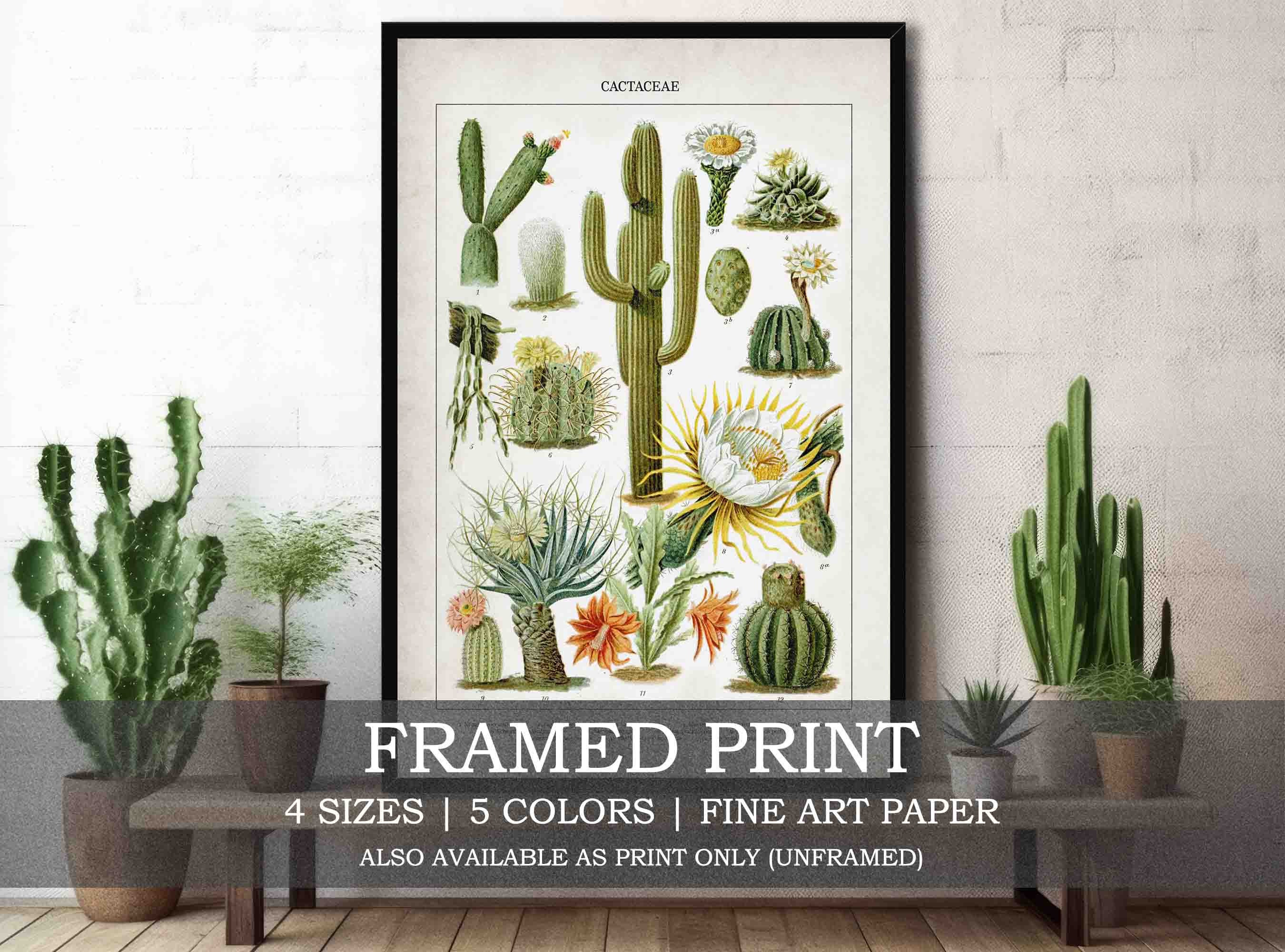 Vintage Cactus Framed or Unframed Fine Art Print // Vintage Illustration of  Cactaceae / Cacti Plants // Botanical Kitchen Home Decor - Etsy