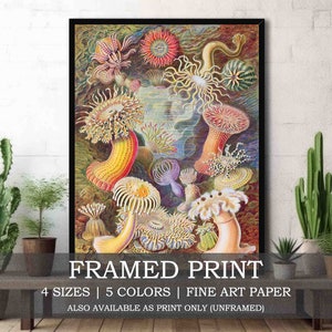 Sea Anemones Framed or Unframed Fine Art Print // Colorful Vintage Sea life Illustration by Ernst Haeckel // Marine Ocean Coastal Poster