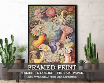Zeeanemonen ingelijste of ingelijste Fine Art Print//Kleurrijke vintage zeeleven illustratie door Ernst Haeckel//Marine Ocean Coastal poster
