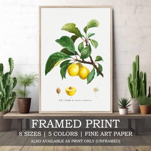 May include: Framed print of a botanical illustration of a plum tree branch with yellow plums. The print is on fine art paper and is available in 8 sizes and 5 colours. The text "PEUNIER de Sainte-Catherine" is printed below the image.