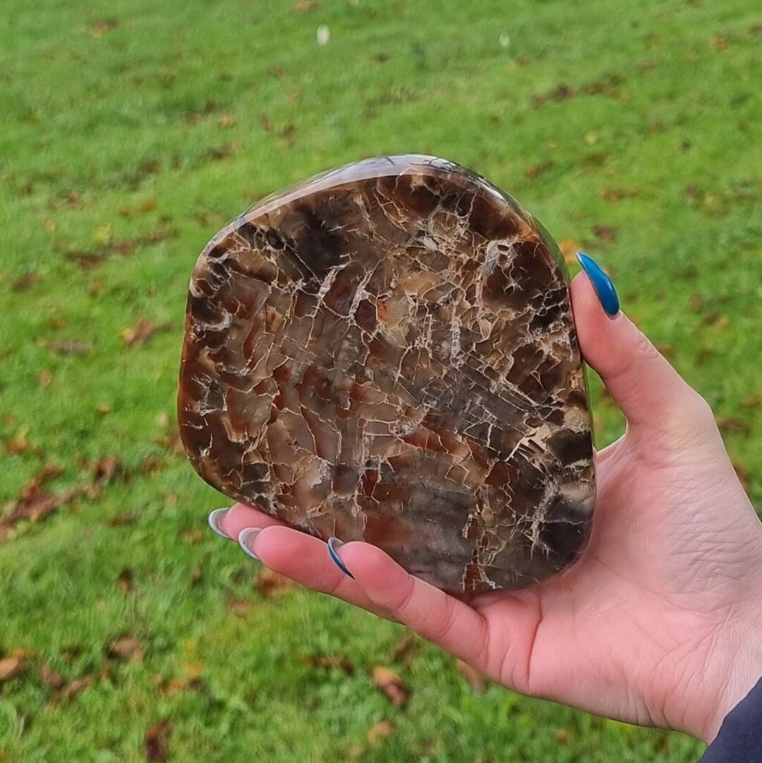 •PETRIFIED WOOD• fossil slab