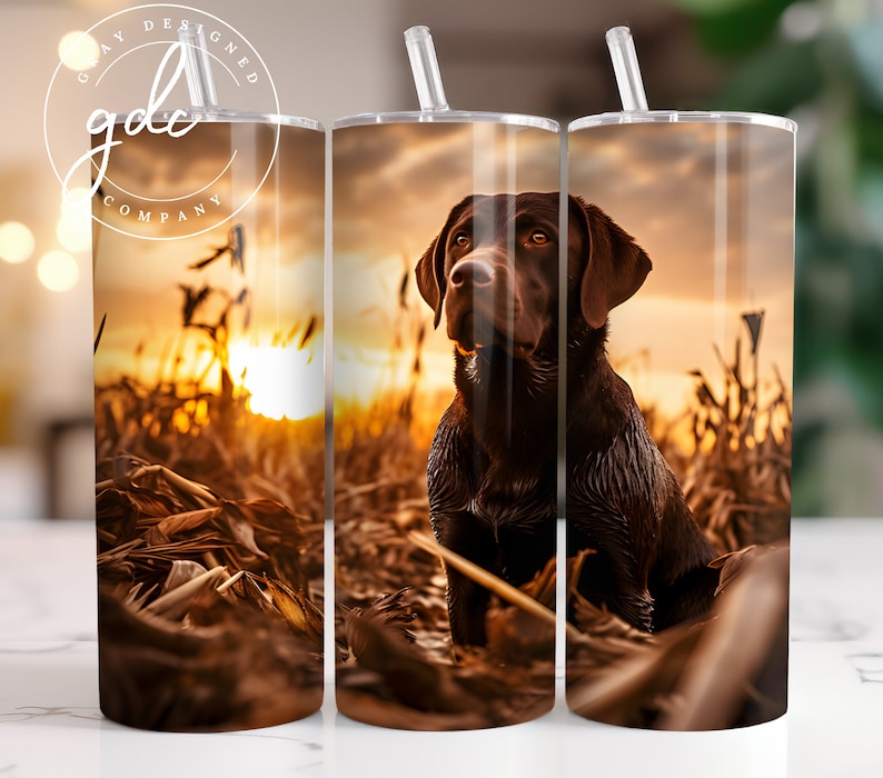 Pu&ograve; includere: Un labrador retriever marrone &egrave; seduto in un campo di erba alta al tramonto. Il cane sta guardando a sinistra dell'immagine. Lo sfondo &egrave; un tramonto sfocato con tonalit&agrave; arancioni e gialle.
