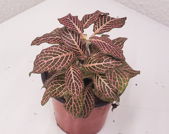 Pink Fittonia, Nerve Plant, Juanita, 4" Starter Houseplant