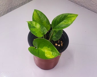 Global Green Pothos, Epipremnum Aureum Live Vine Cuttings, 4" Starter Plant