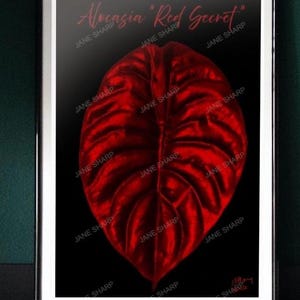 Rotes Alocasia Blatt Digital Print Download Größen A3, A4, A5 (3 Dateien)