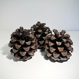 A Collection of Three Large California   Roxburgh Pine Cones