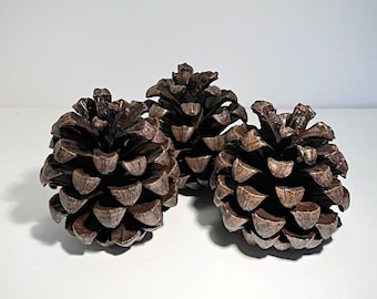 Kolekcja trzech dużych szyszek sosny kalifornijskiej Roxburgh