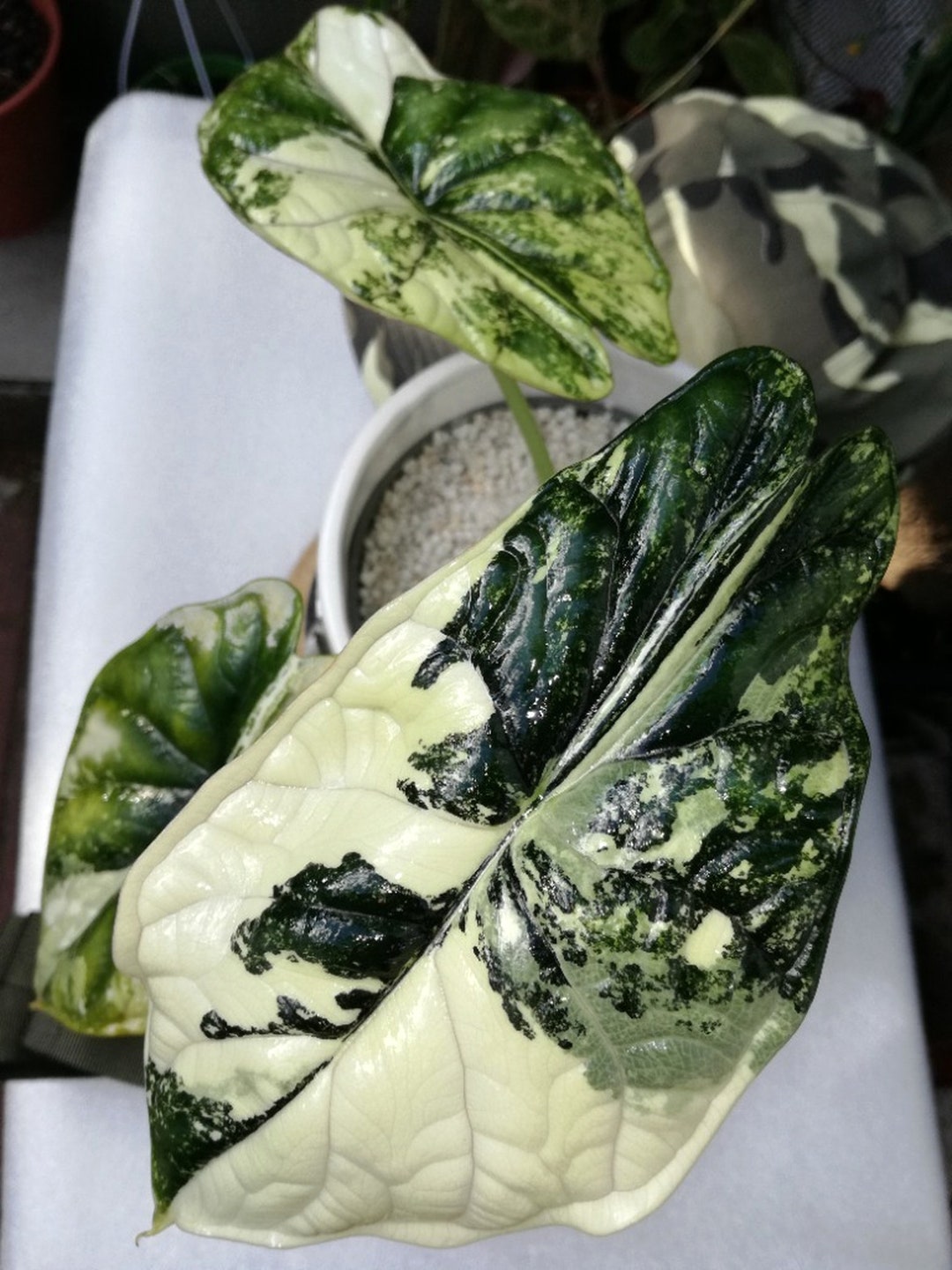 Alocasia Silver Dragon Variegata Bulbs Etsy