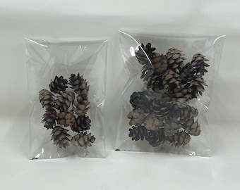 Piñas de pino de cicuta en miniatura, naturales y recolectadas en Pensilvania