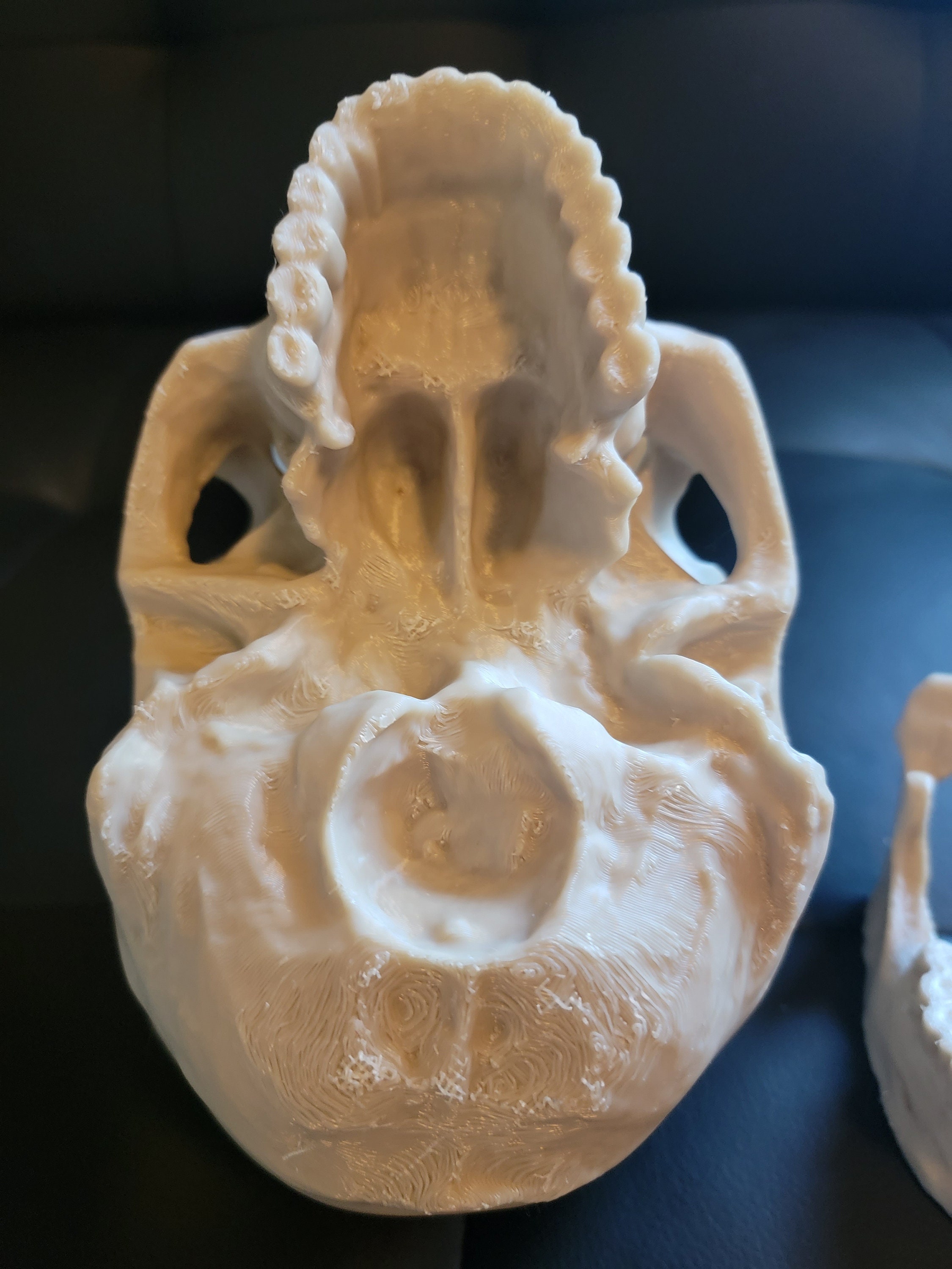 3d Printed Human Skull Replica - Etsy