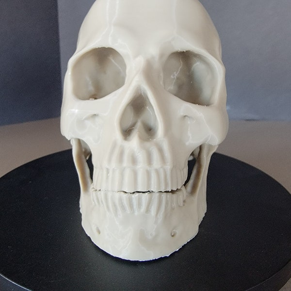 3d Printed human Skull