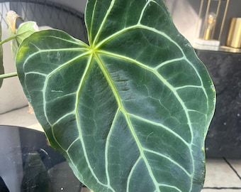 Anthurium crystallinum Seedling - Grown from Seed - Not Tissue Cultured