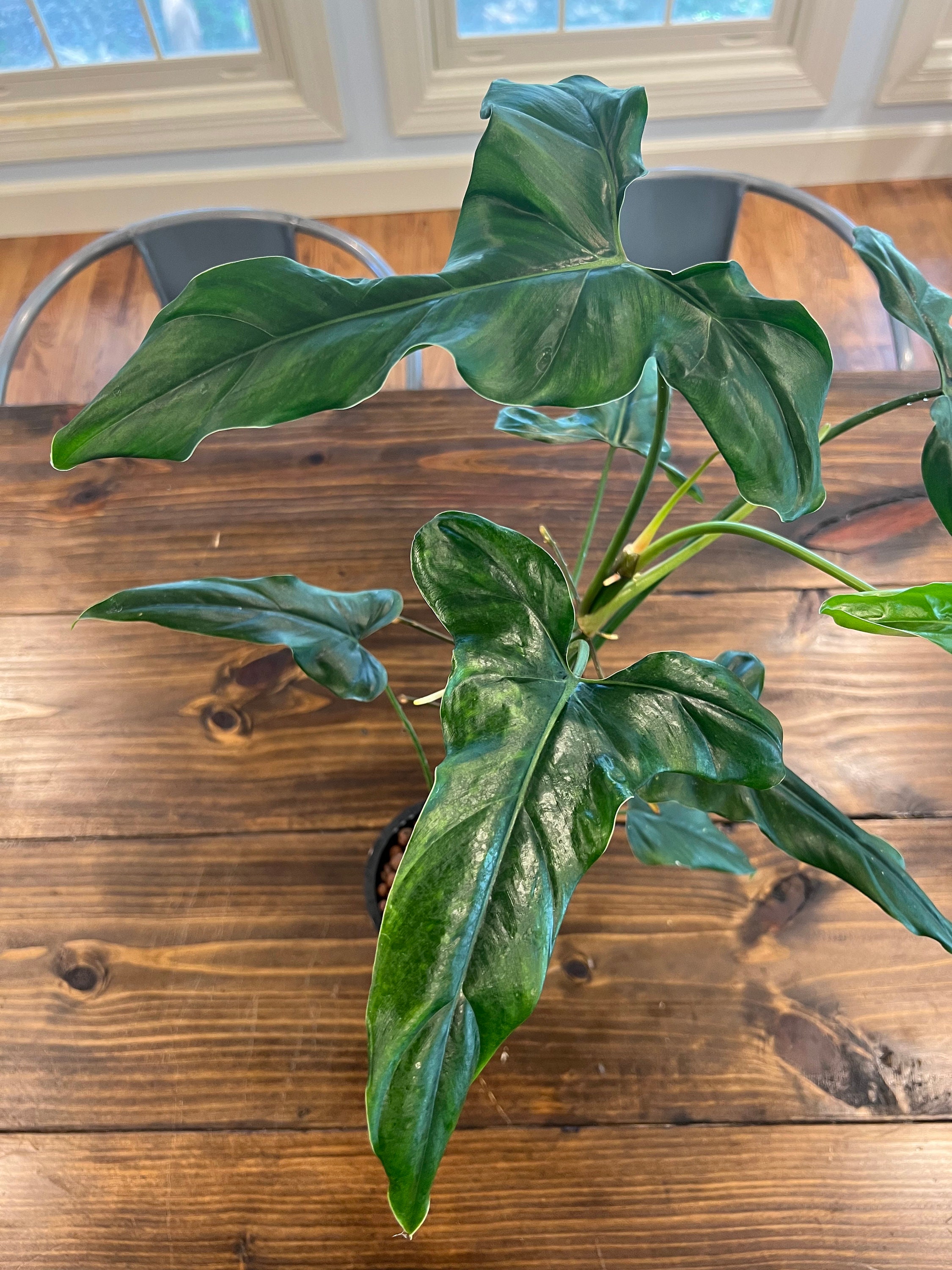 Large Philodendron Delinksii - Etsy