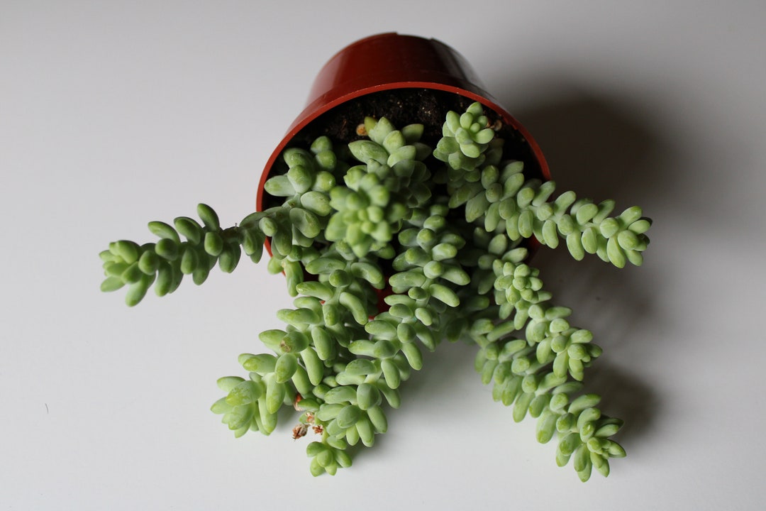 Cutting of Burro's Tail donkey's Tail Etsy