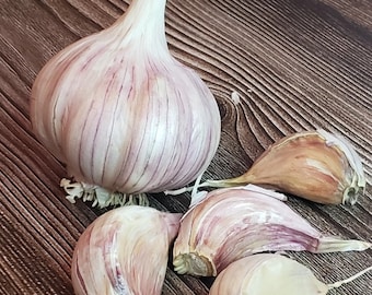 PRE-ORDER FALL 2024 Persian Star Garlic Bulbs Hardneck for Cooking or Seed Planting - Certified Naturally Grown Organic