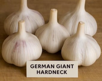German Giant Garlic Bulbs Hardneck for Cooking or Seed Planting - Certified Naturally Grown Organic