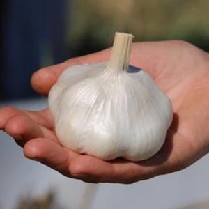 May include: A single, large, white garlic bulb with a papery, brown stem.
