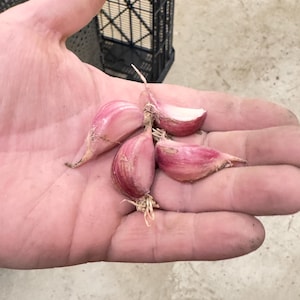 Purple Glazer Hardneck Garlic Seed Bulbs Cloves for Planting - Certified Naturally Grown bild 3