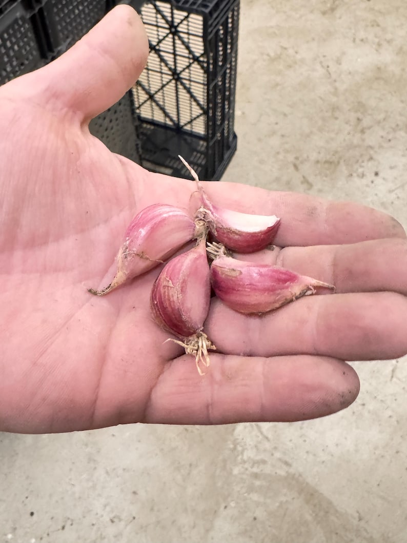 Purple Glazer Hardneck Garlic Seed Bulbs Cloves for Planting - Certified Naturally Grown bild 3