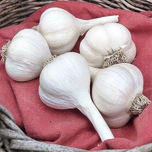 Music Hardneck Garlic Bulbs for Cooking or Seed Planting - Certified Naturally Grown Organic Pre Order for