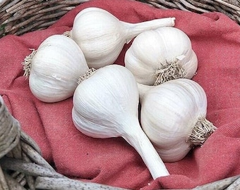 PRE-ORDER FALL 2024 Music Hardneck Garlic Bulbs for Cooking or Seed Planting - Certified Naturally Grown Organic Pre Order for