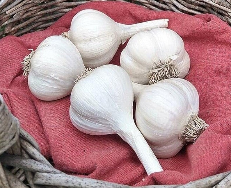 Pode incluir: Cinco bulbos de alho inteiros com cascas papir&aacute;ceas e ra&iacute;zes vis&iacute;veis. Os bulbos de alho est&atilde;o dispostos juntos sobre um peda&ccedil;o de tecido vermelho s&oacute;lido, colocado dentro de uma cesta tran&ccedil;ada feita de galhos e ramos castanhos naturais.