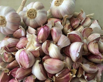 Peut inclure: Gros plan sur des bulbes et des gousses d'ail frais. Les bulbes ont une teinte violet clair et sont entourés de nombreuses gousses, dont certaines sont pelées. L'image met en évidence la texture et les variations de couleur de l'ail.