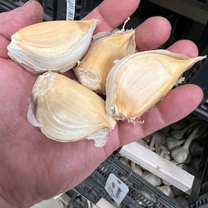 Elephant Garlic Seed | Planting Garlic | Gourmet Garlic Seed planting bulbs/seed garlic that is Ideal for plantingPRE-ORDER 2026 JULY