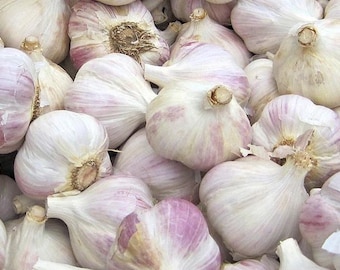 May include: A close-up of a group of garlic bulbs. The bulbs are white with purple streaks and have a papery skin.