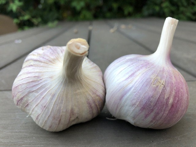 Korean Red Garlic Bulbs Hardneck for Cooking or Seed Planting - Certified Naturally Grown Organic