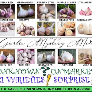 May include: A colorful image showcasing various garlic varieties, including Russian Red, German Red, and Persian Star. The text "Garlic Mystery Mix" is displayed, along with "Unknown? Unmarked! 21 Varieties! Surprise!" The text "The garlic is unknown & unmarked upon arrival" is also present.