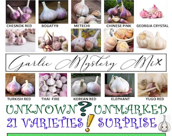 Japanese Garlic (Ajo Japones) Count per bag= 30-60-130-150-250-400 //100% Natural!//