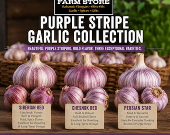 Get All 3 Purple Stripe Garlic Bulbs - Table or Seed Garlic - Siberian Red, Chesnok Red, Persian Star Organic PRE-ORDER 2026 JULY